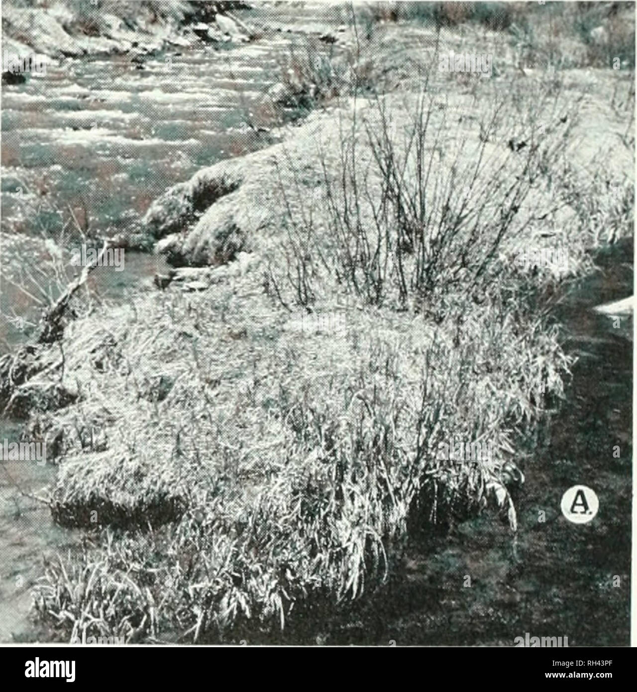 . La Brigham Young University science bollettino. Biologia -- periodici. 56 BniGHAM Young University Science bollettino mamma di produzione sul substrato in tarda primavera e inizio estate e nel tardo autunno e inizio inverno. Diatomee bentoniche sono i principali contributori al nannoplankton, e la composizione e le fluttuazioni stagionali della nannoplankton sono in gran parte determinata da fluttuazioni analoghe sul substrato. Delle fluttuazioni del livello dell'acqua, acqua cambiamenti di temperatura e meccanica distur- bances anche sembrano essere i fattori che influenzano i livelli nannoplankton. La colonizzazione Pcriphyton è superiore a destra f Foto Stock