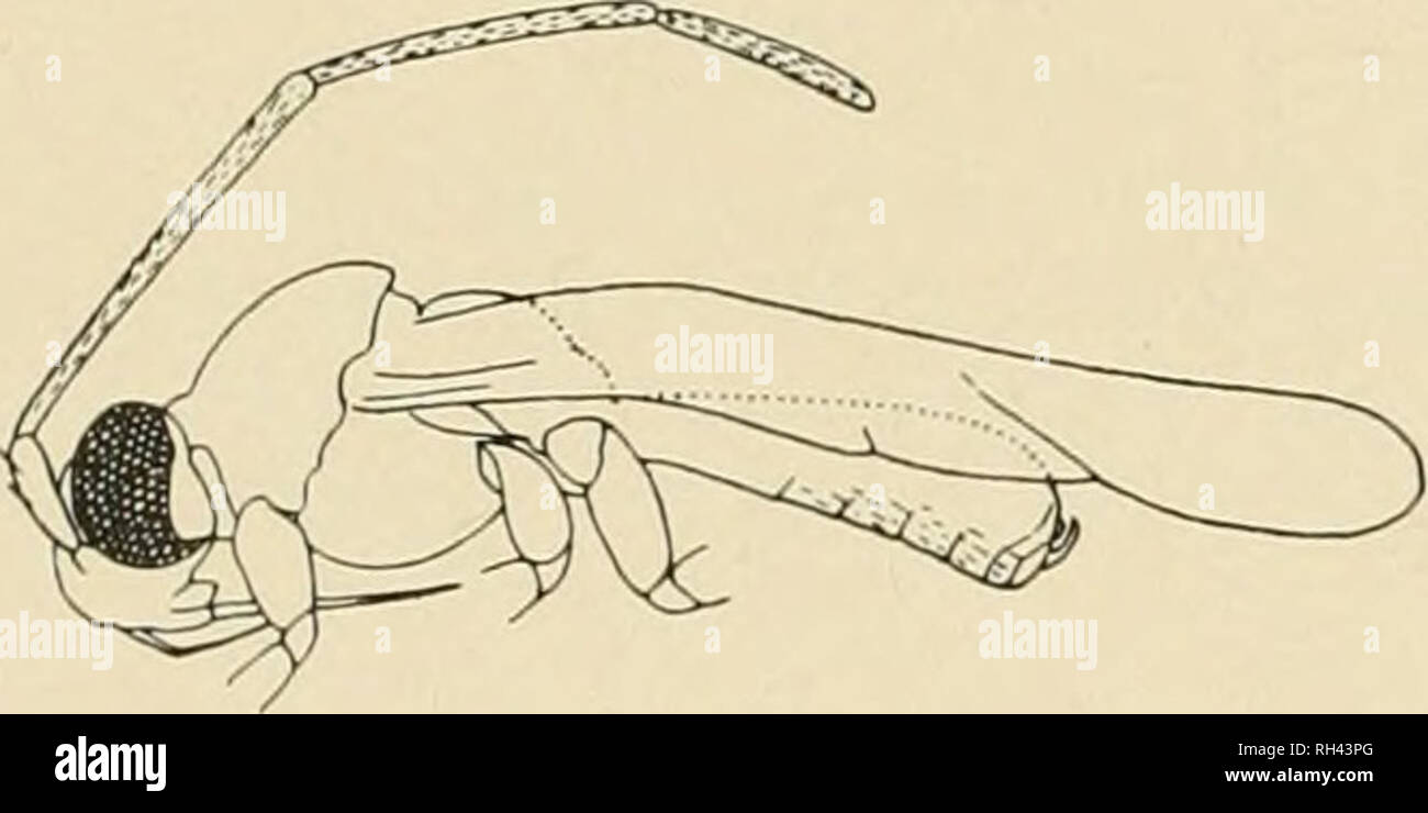. La Brigham Young University science bollettino. Biologia -- periodici. 160 Brigham Young University Science bollettino Sericophanes triangularis Knight Sericophanes triangularis Knight, 1918:81. Sericophanes triangularis Knight, 1927:40, distr. Questa specie è noto da Arizona, Utah e Colorado, New Mexico, il Dakota del Nord, il Dakota del Sud, in Oklahoma e in Texas. Fig. 239. Sericophanes heidernunni Popp., $ aspetto laterale. Sericophanes nevadensis, nuove specie alleate triangularis Kngt., ma si differenzia nel lungo la seconda antenna segmento, anche dalla pallida colore del segmento II. Maschio. Lunghezza 3,4 mm, larghezza 1 Foto Stock