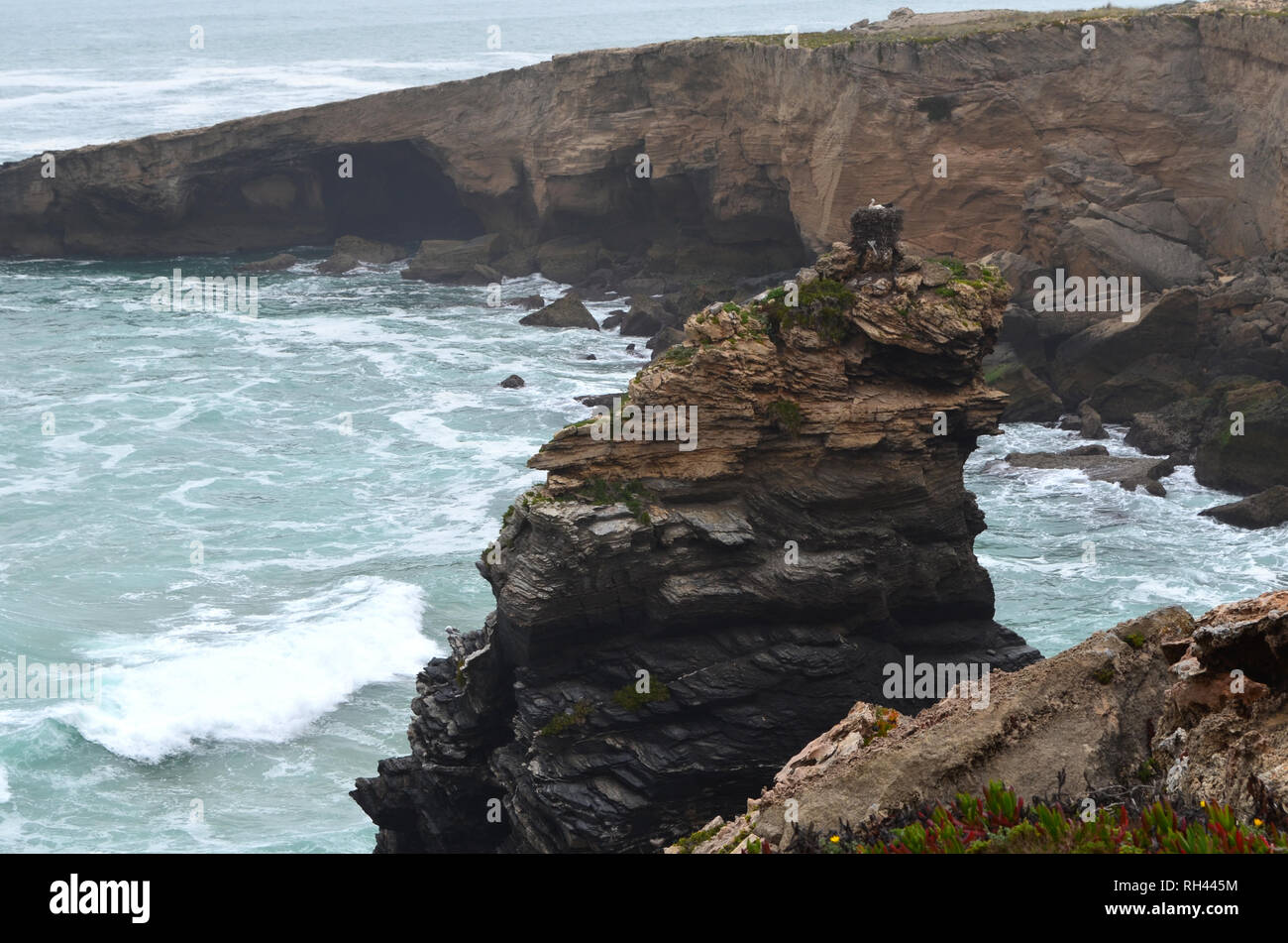 Cicogna bianca Ciconia ciconia nesting in Costa Vicentina parco naturale, a sudovest del Portogallo Foto Stock