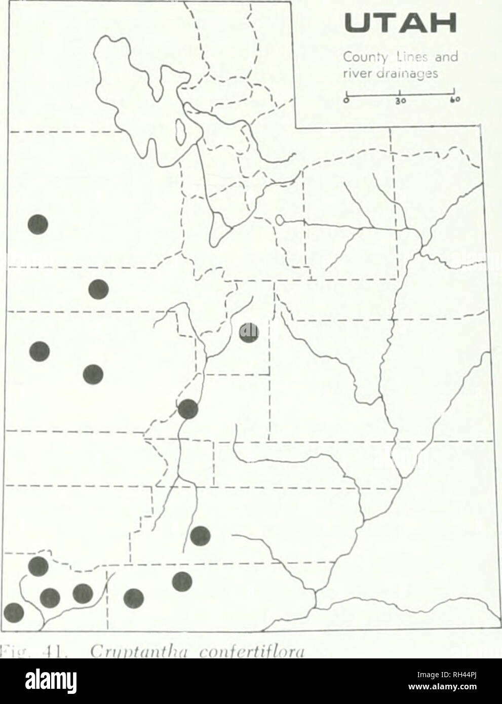 . La Brigham Young University science bollettino. Biologia -- periodici. Cn/ptaiitha ho ompacia Millard Co., a circa 8 miglia a ovest del deserto gamma Esperimento Stazione Headtiuarters lungo la Hwy 21, L.C. Higgins 1462, 1613 (BRY); versante nord della valle del pino, H.C. Holmgren 521 (BRY). circa 1 mm di lunghezza, il crest.s alla base del tubo evidente o talvolta carente, arto 8-10 mm di larghezza; il dado- consente di forma triangolare o ovali, 3,5-4 mm, 2,5-3 mm di larghezza, solitamente tutti i 4 la stagionatura, i margini di profitto in maniera restrittiva alato, in contatto, superfici lisce e lucide, cicatrice diritta, chiuso e privo di un margine elevato; piante heterostyled distintamente. Foto Stock