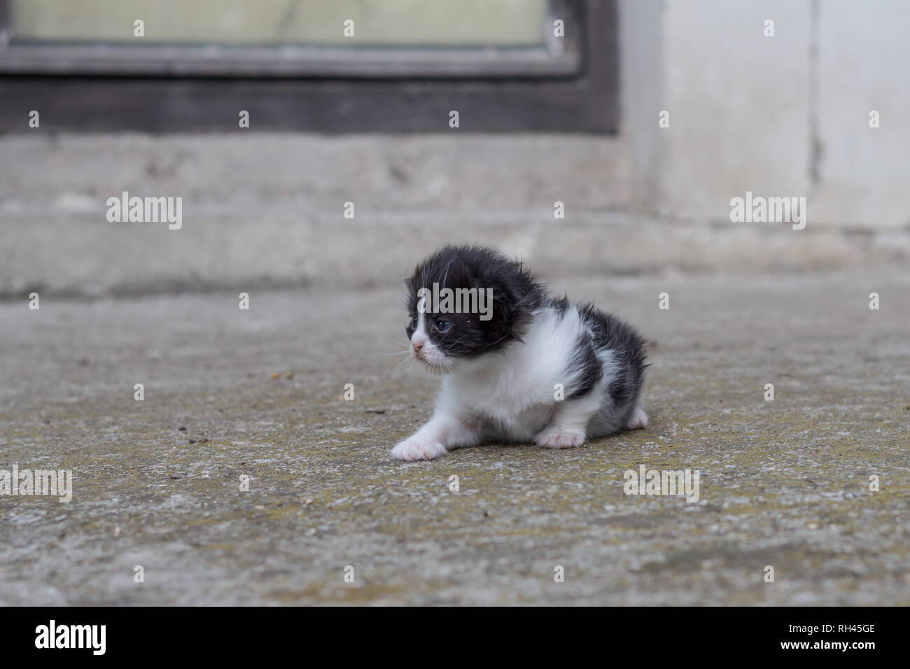 Neonato gattino Foto Stock