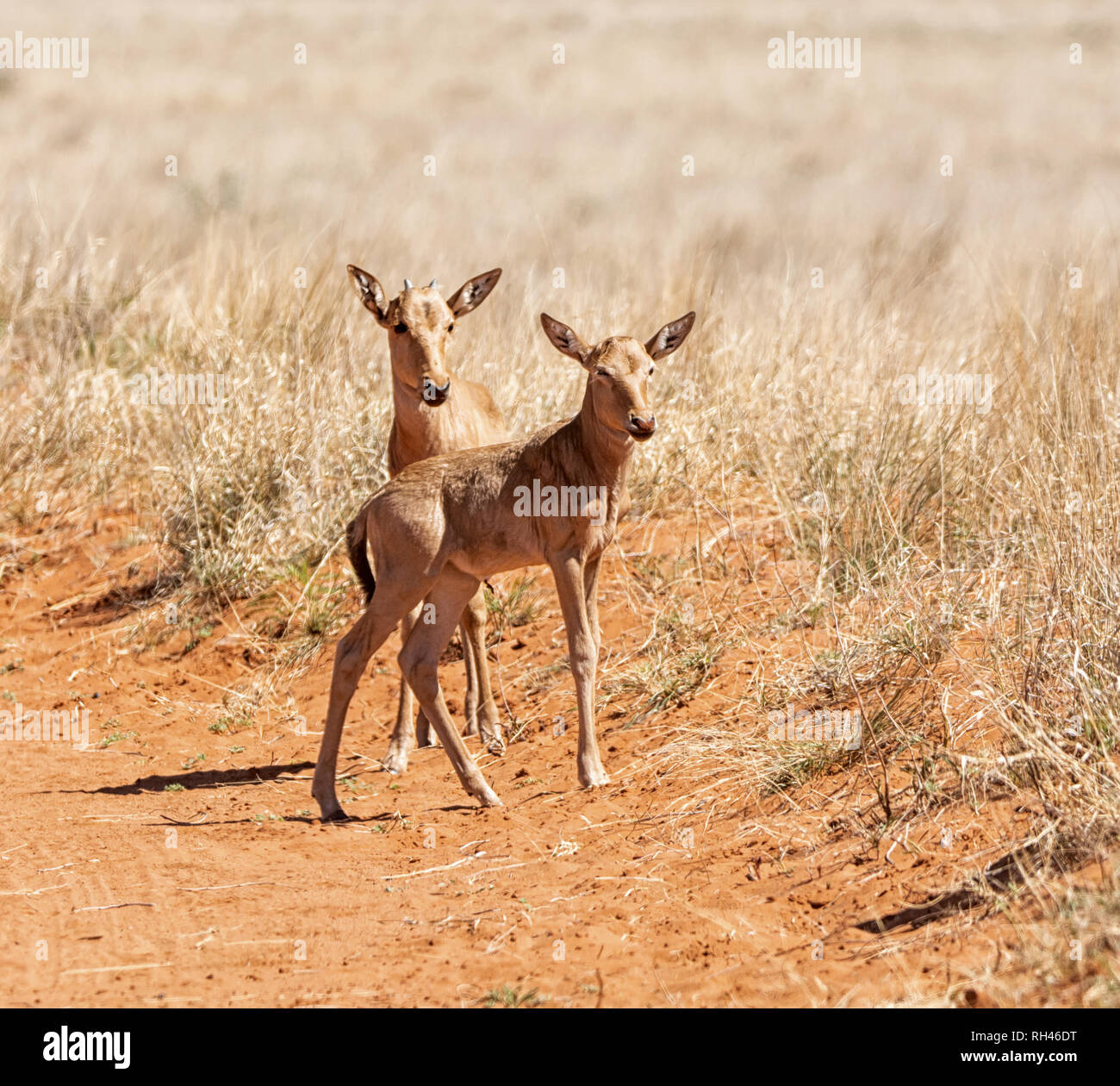 Una coppia di Red Hartebeest vitelli nel sud della savana africana Foto Stock