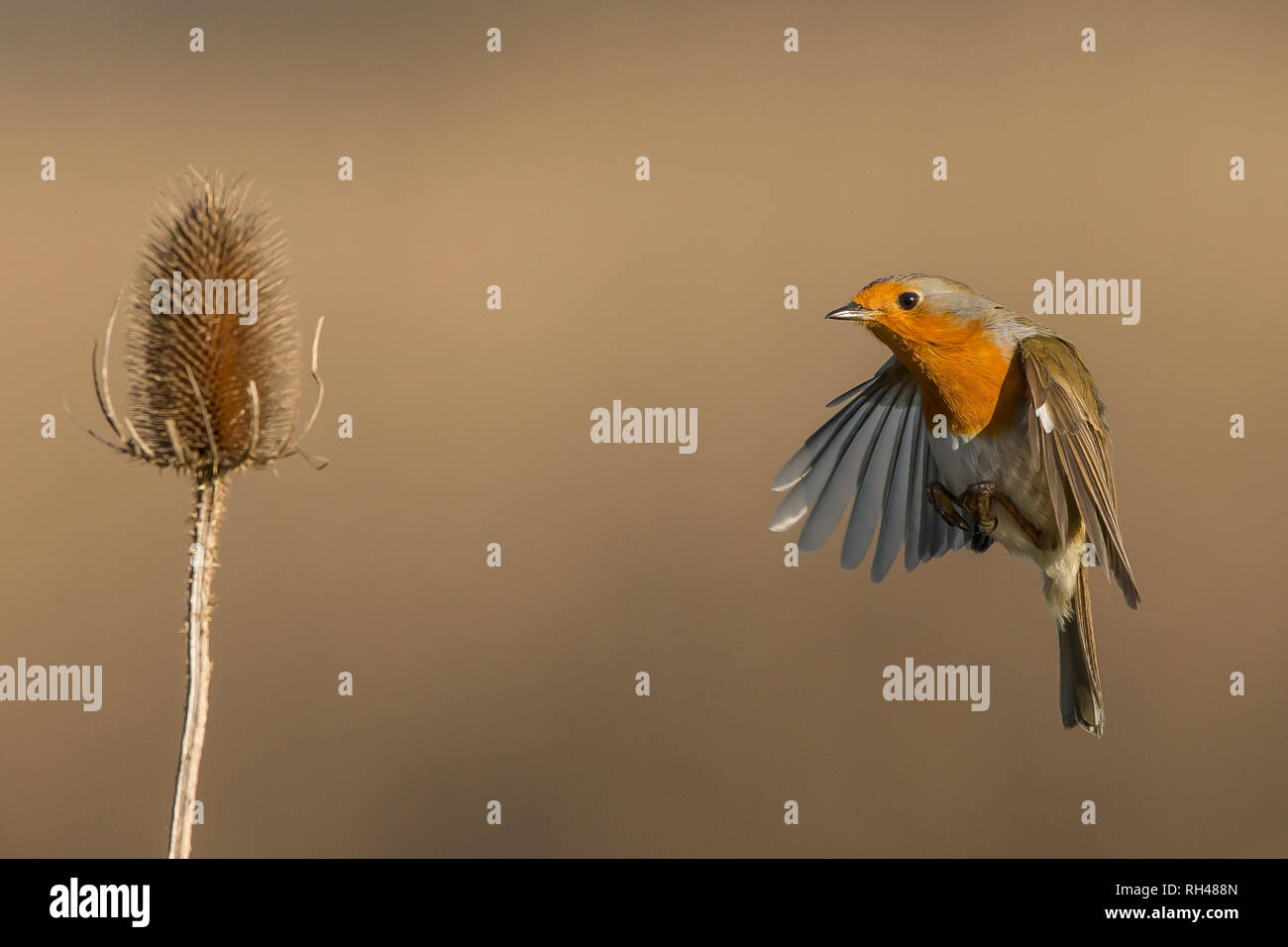 Vista frontale dettagliata close up UK Winter robin bird (Erithacus rubecula) isolato in bilico in midair battenti di wild teasel ali. Dettaglio di piume. Foto Stock Vista frontale dettagliata close up UK Winter robin bird (Erithacus rubecula) isolato in bilico in midair battenti di wild teasel ali. Dettaglio di piume. Foto Stock