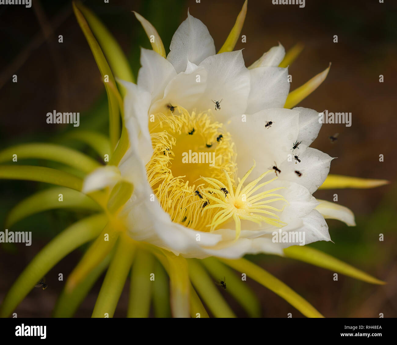 Grande e bella bianco fiore dragonfruit essendo impollinato dalla Australian api Foto Stock