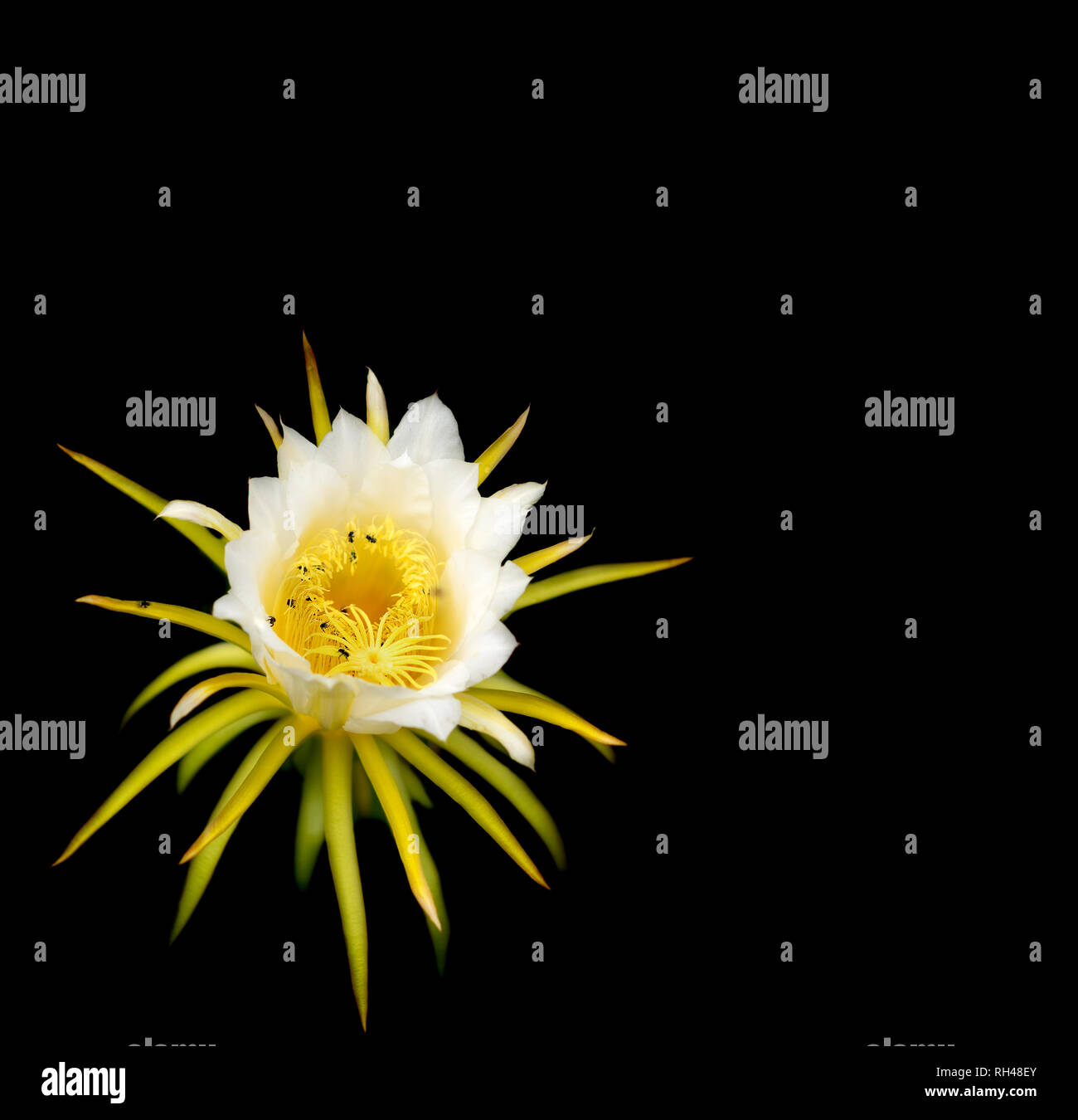 Fiore bianco del Dragonfruit su sfondo nero Foto Stock