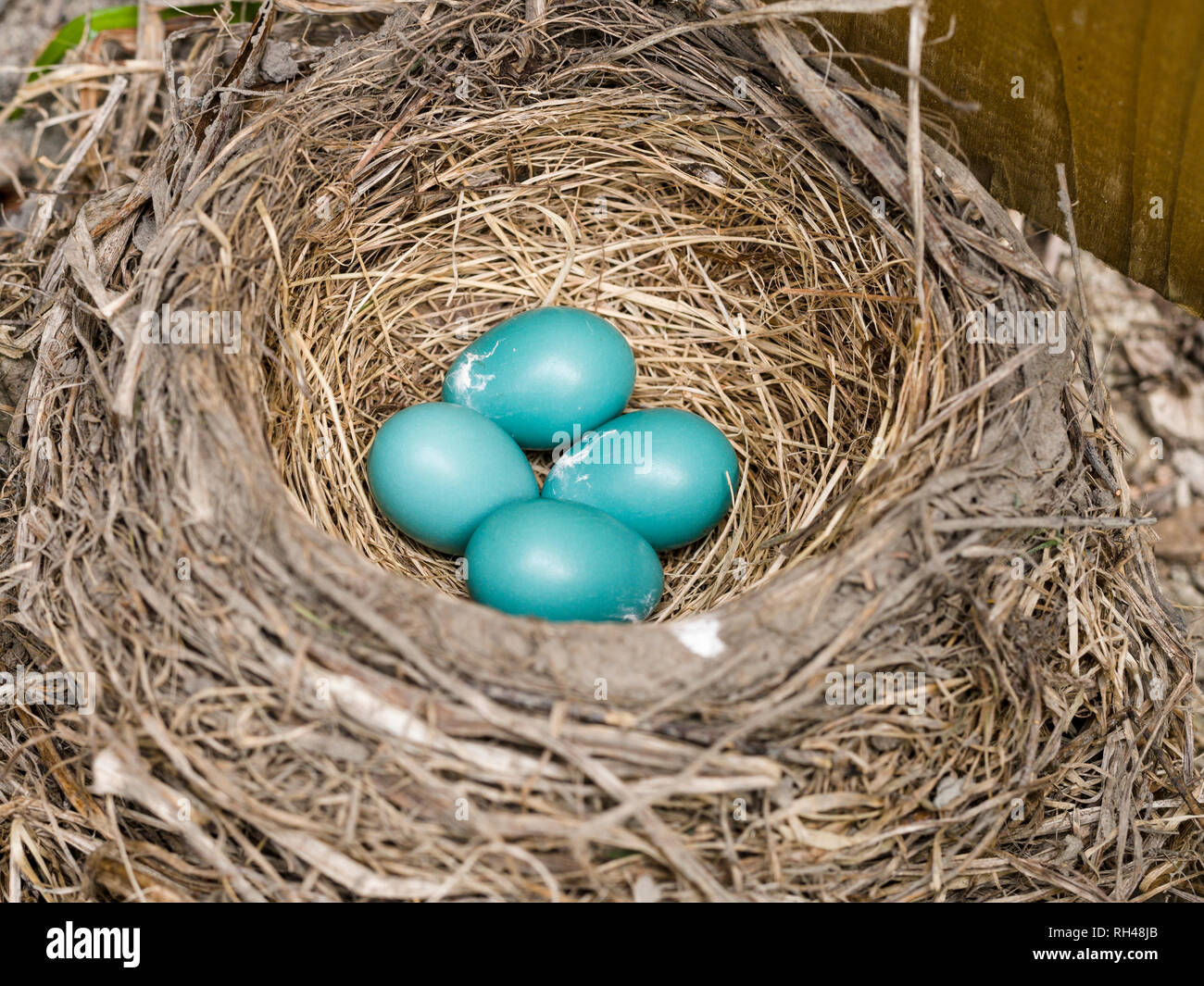 Robin's nido con quattro uova: Quattro blue American Robin le uova in un ben costruito il nido di erbe secche e rametti. Foto Stock