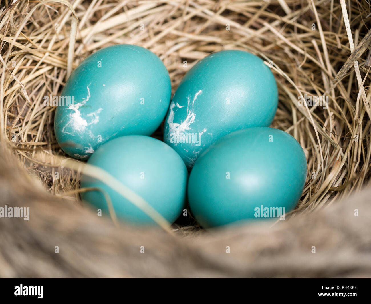 Robin's nido con quattro uova: Quattro blue American Robin le uova in un ben costruito il nido di erbe secche e rametti. Foto Stock