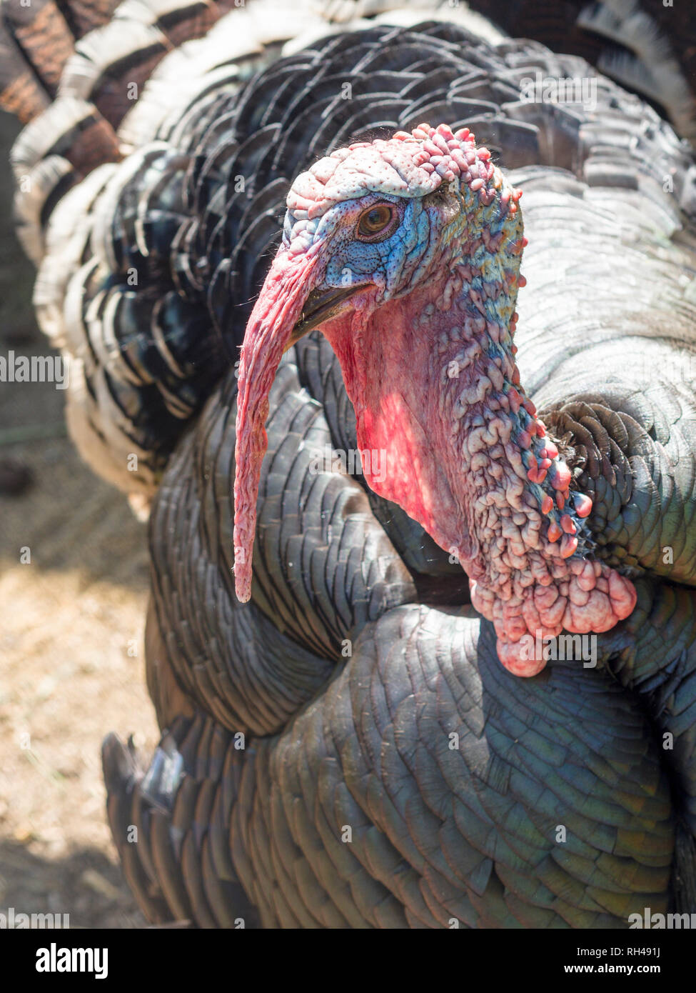 American bronze turkey immagini e fotografie stock ad alta risoluzione ...