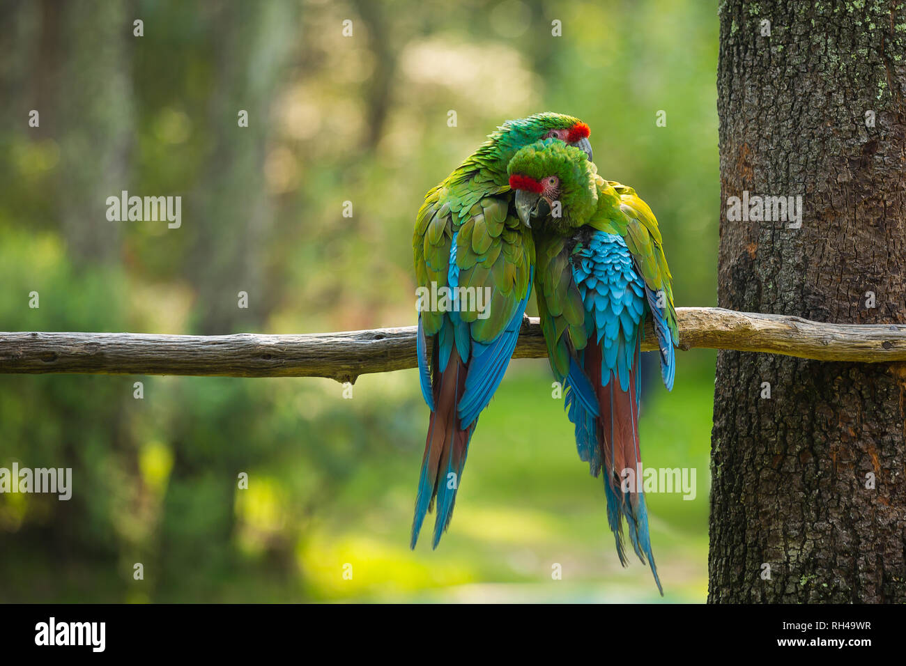 Due blu e giallo macaw con verde bokeh di fondo Foto Stock