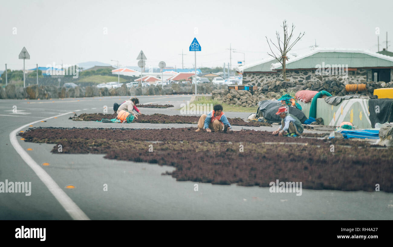 Le donne anziane sole asciugando le alghe sul lato della strada di Jeju Island Foto Stock