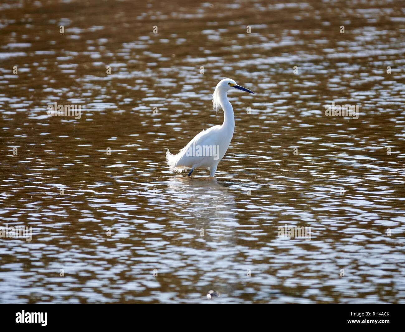 Adulto snowy garzetta, Egretta thuja, medie Snow airone bianco con piumaggio di allevamento, guadare in acqua salata, Cedar Key, Florida, Stati Uniti d'America. Foto Stock