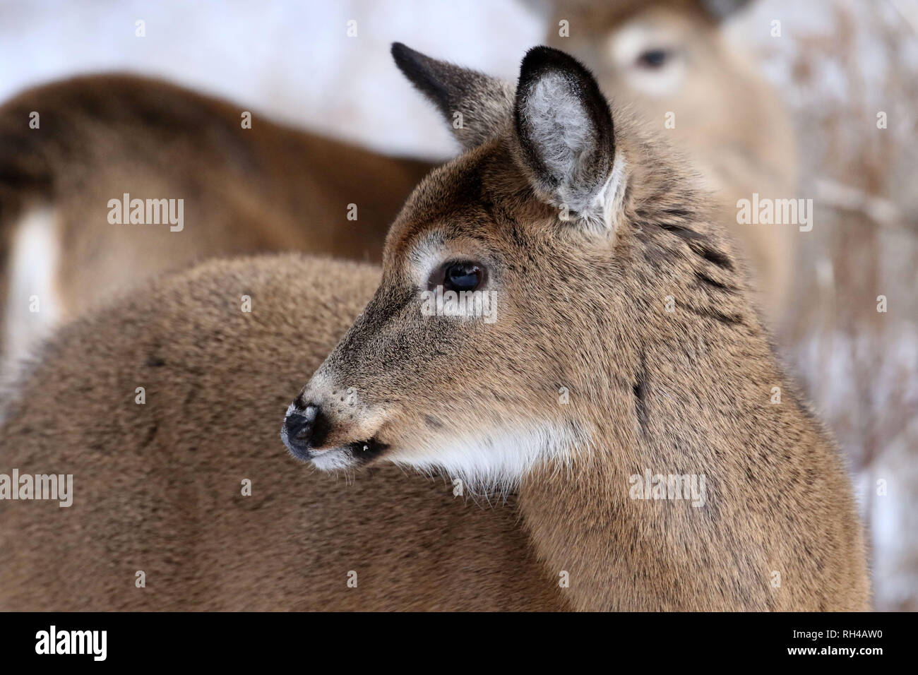 Coda bianca quasi cresciuta fawn in natura Foto Stock