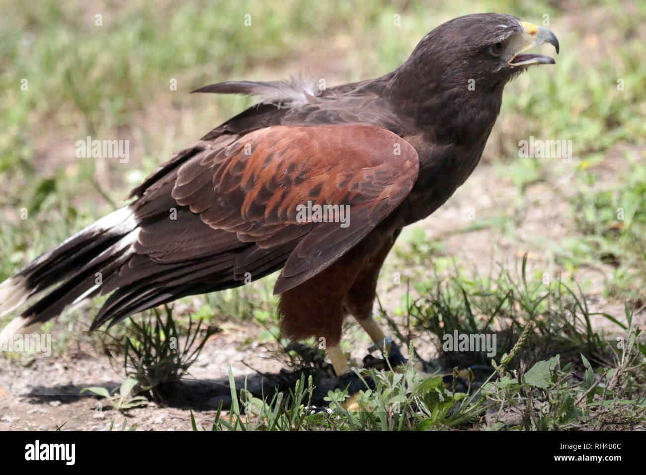 Harris hawk a Raptor visualizza Foto Stock