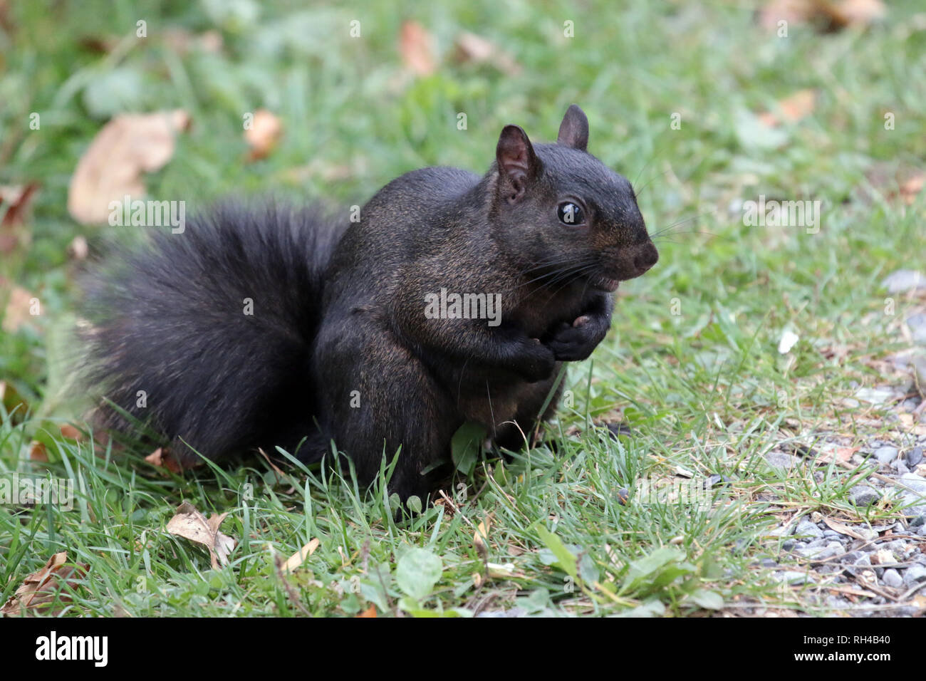 Scoiattolo alla riserva naturale Foto Stock