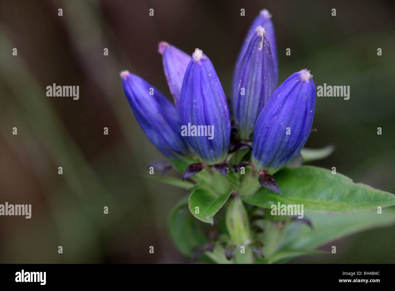 Viola fiore di palude petali chiuso Foto Stock