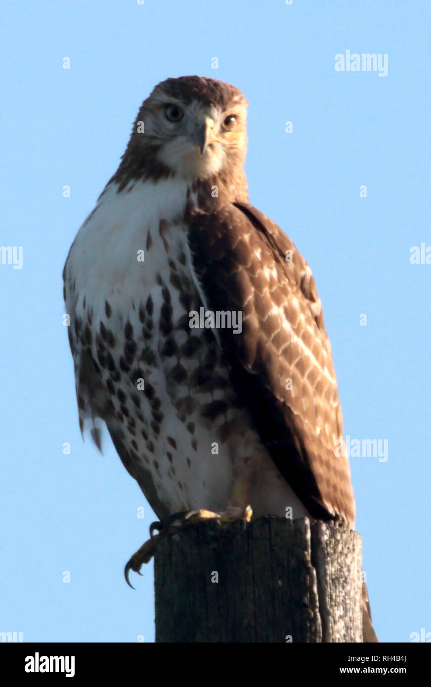 Falco munito rosso Foto Stock