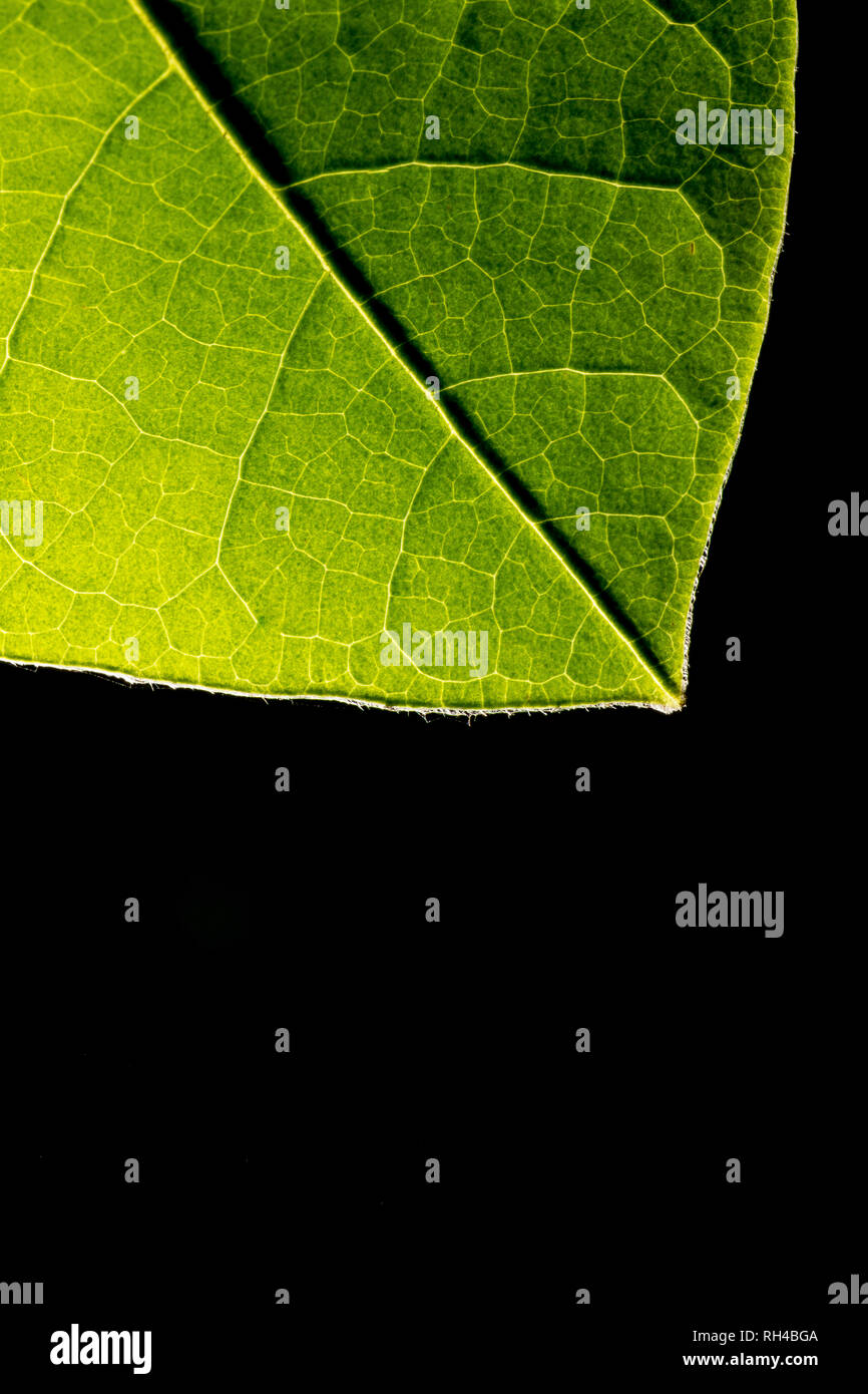 Retroilluminato a foglia verde che mostra le vene su uno sfondo nero con copyspace Foto Stock