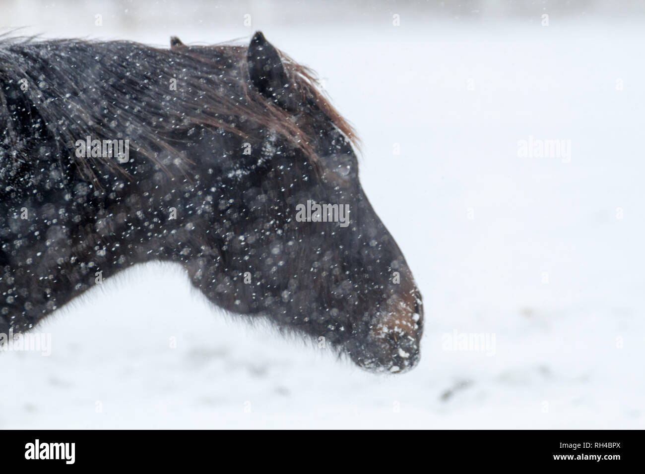 Vista laterale, spazio per testo: Dark Horse braves il freddo, che contrastano con il bianco, sfondo innevato, durante l'inverno nel sud di Alberta, Canada Foto Stock