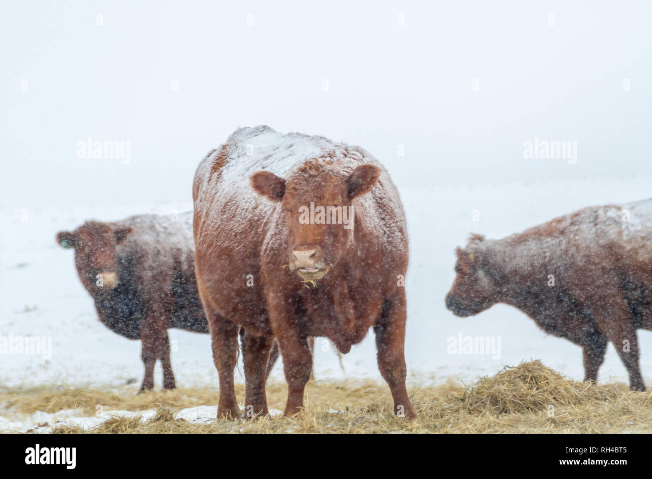 Coperte di neve bovini - 1, vista frontale in primo piano, 2 dietro - avanzamento durante l inverno freddo giorno nel sud Alberta, Canada. Spazio per il testo. Foto Stock