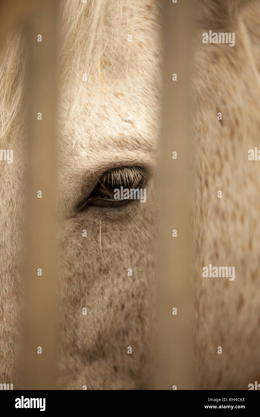 Occhio di un cavallo grigio visualizzato attraverso barre all'interno di un fienile Foto Stock
