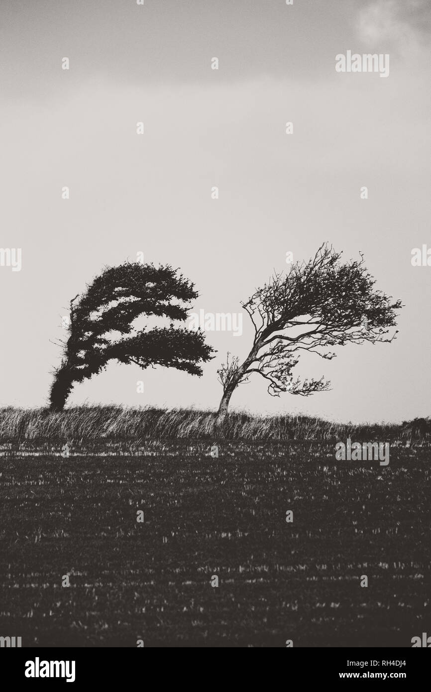 Bianco e nero alberi battente appoggiata nel campo Foto Stock