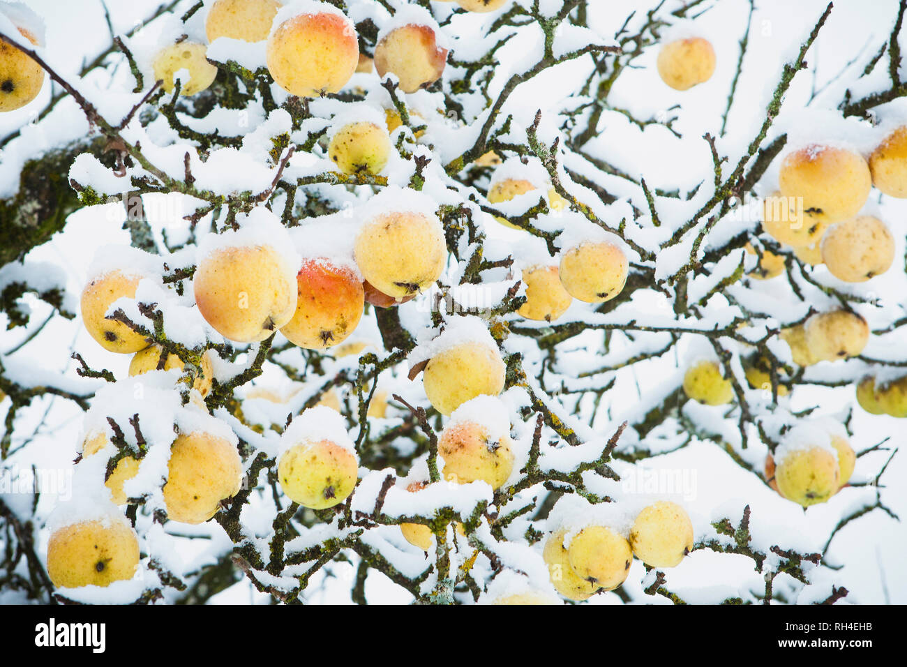 Neve che ricoprono le mele crescente su albero Foto Stock