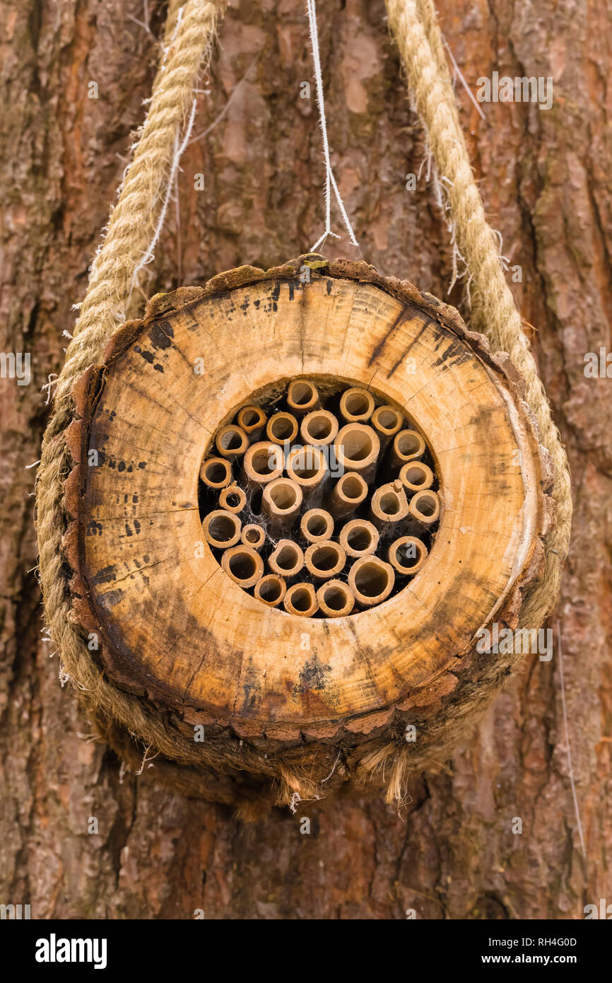 Hotel di insetto per bug, coleotteri, larve e ragni. Riempito con incavo tubi di bambù e appeso a un albero mediante una fune. Bosco naturale dello sfondo. Foto Stock