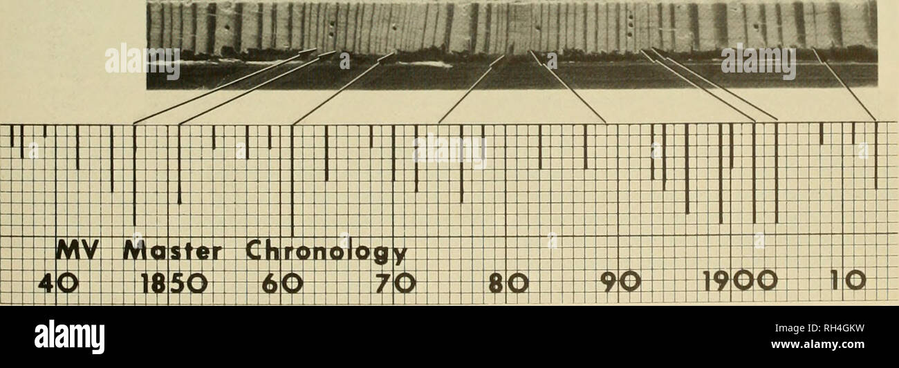 . La Brigham Young University science bollettino. Biologia -- periodici. -^ 1850 1871vv Fig. 6. La datazione delle Lons Mcs.Ho Bum: I'.nl . io stagno- cuneo di un olocausto Douglas-fir (Mesa Verde specimi-ii No. 3066) da cui lo scheletro grafico illustrato nella figura 5 è stato fatto. Il cross-dating previsto un anello più esterno data di 1871. Le singole punte di spillo indicare decenni; il doppio foro di spillo, 1850 incremento. Vegetazione. La vegetazione presente nel lungo Mesa masterizzare è un aggrovigliamento fitto di arbusti e alberi giovani (Fig. 8). I morti carbonizzati intoppi dell'ex foresta sono generalmente sottoposte a screening mediante questa nuova vegetazione. T Foto Stock
