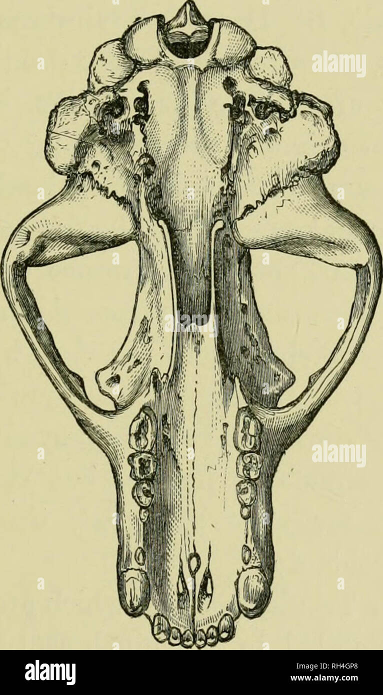 . British animali estinti entro tempi storici : con qualche conto della British wild bovini bianchi. Mammiferi estinti; mammiferi; bestiame. L'Orso. 15 La Ursus fossilis che finora come raccolta osteologica e caratteri dentali sono interessati, sembra essere stato il progenitore del recente Ursus ferox, ora respinti in Europa occidentale del Nord America. In questo ultimo punto di vista io sono supportati da illustri paleontologo, il sig. Busk, F.RS., la cui differentia- zioni, per quanto riguarda molti degli irlandesi artificiale del cranio, erano. Ultimi cranio di orso. Sotto la superficie. { NAT. Dimensioni.) realizzato prima che io ho iniziato a studiare. Esso può Foto Stock