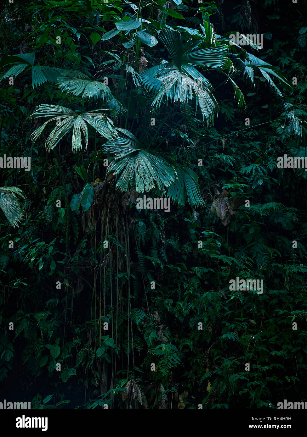 Alberi di palma tropicali, vigne, felci in Primal foresta del Costa Rica, America centrale Foto Stock