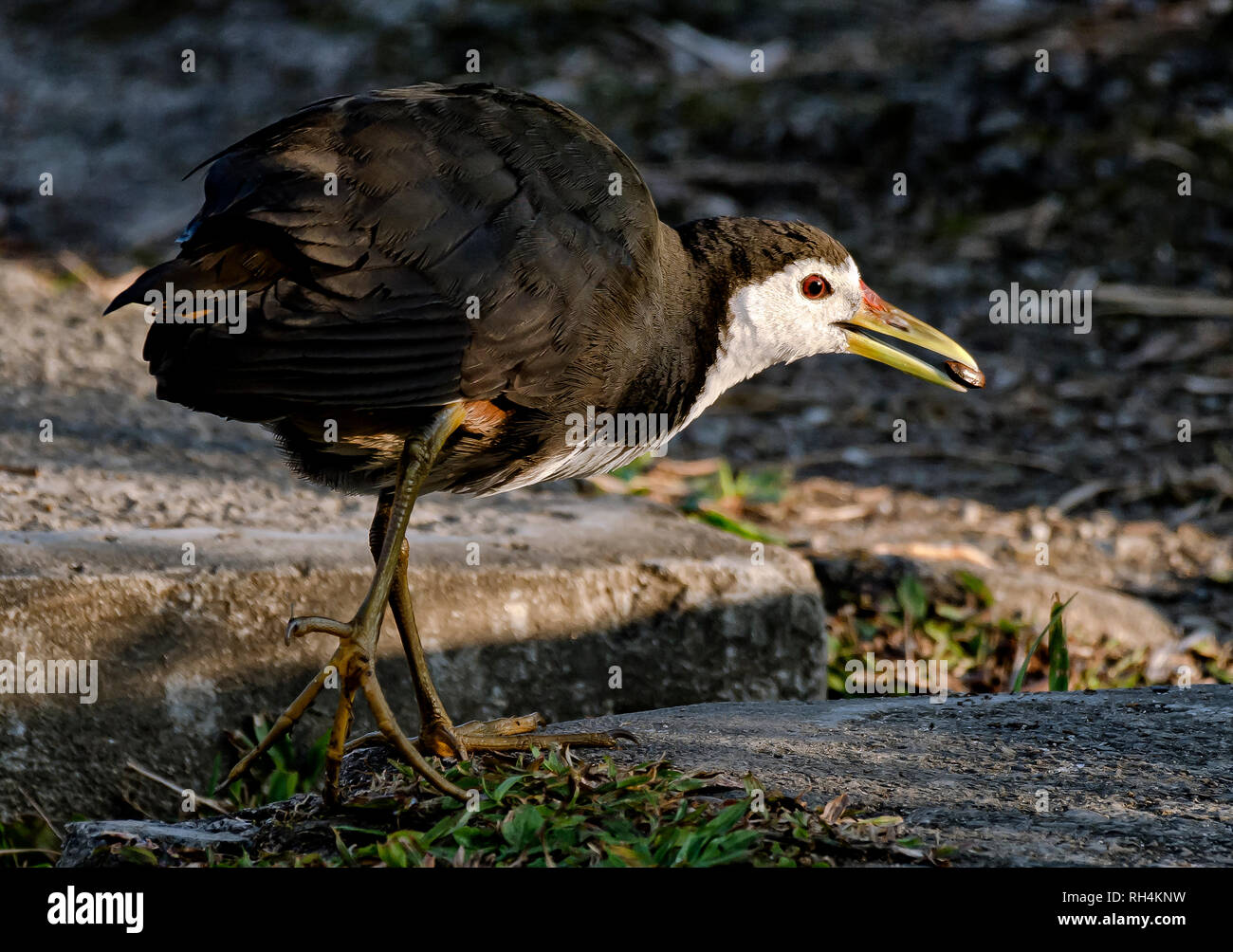 Bianco-breasted Waterhen Foto Stock