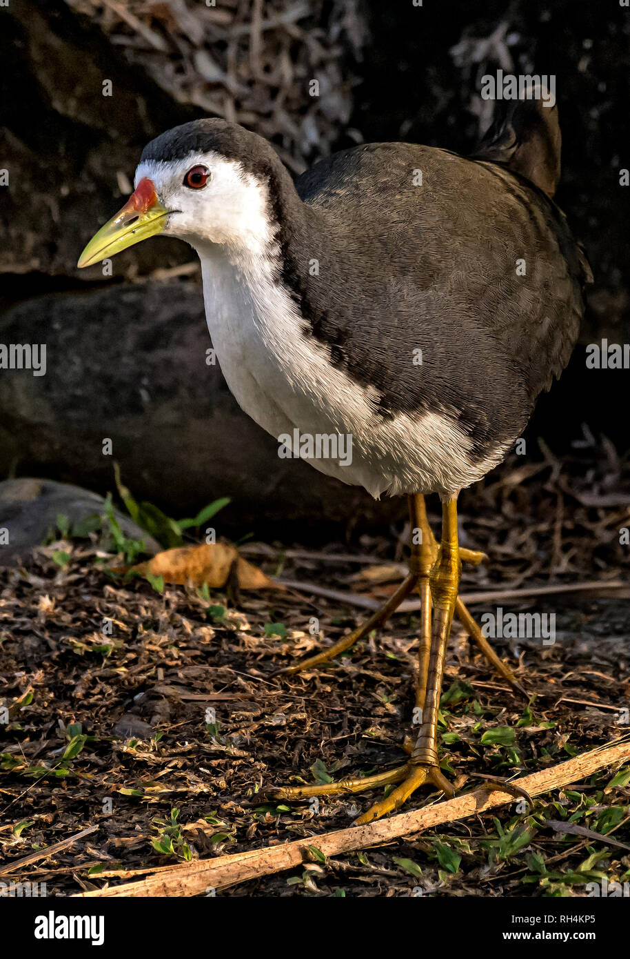 Bianco-breasted Waterhen Foto Stock