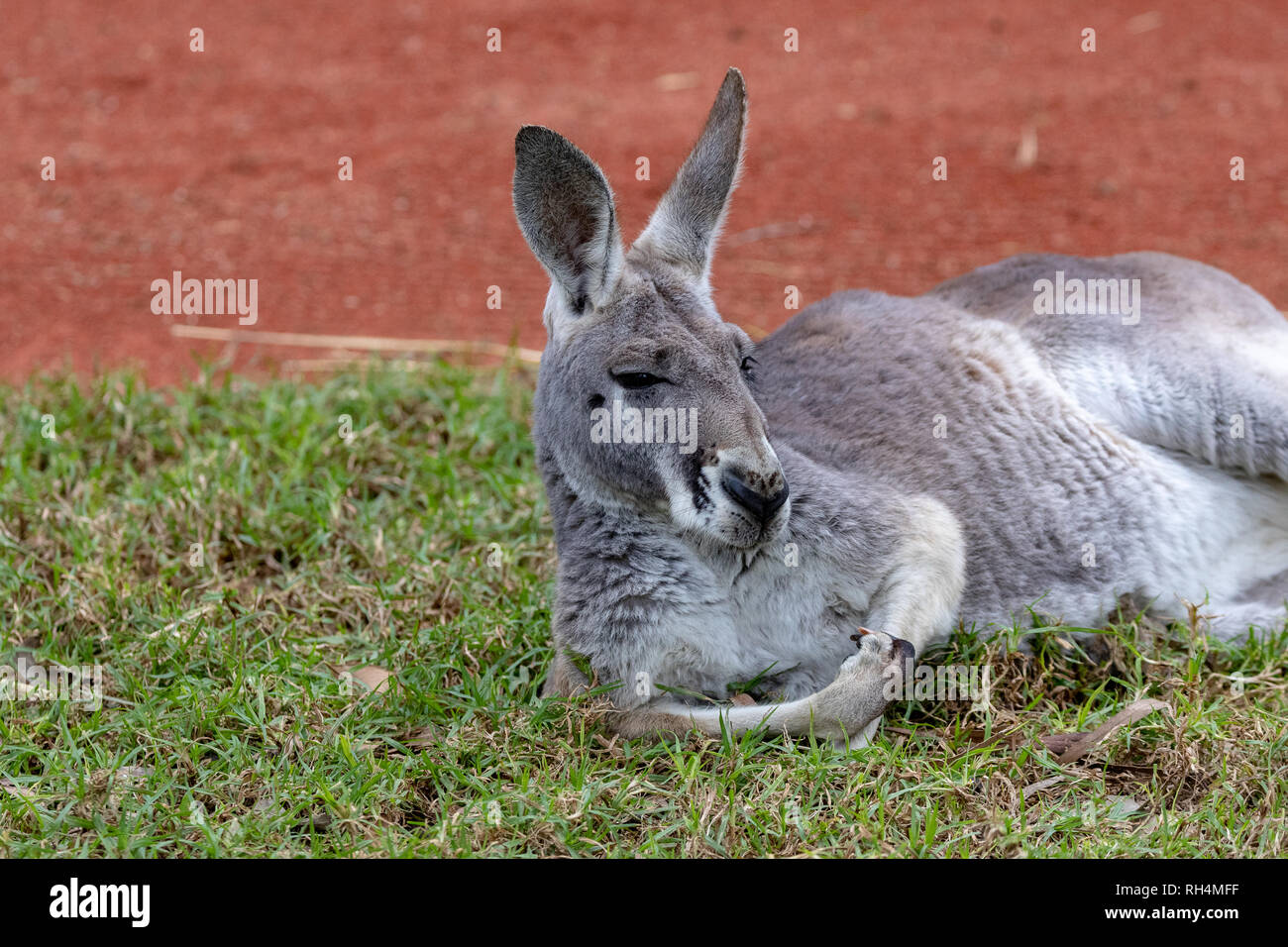 Australian kangaroo (macropus rufus) di appoggio Foto Stock