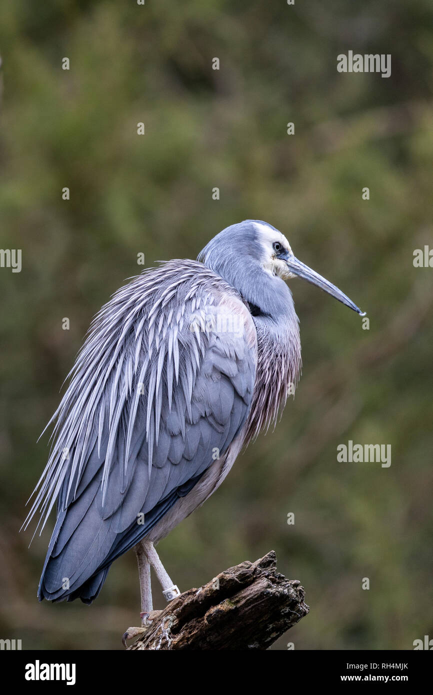 Di fronte bianco-heron seduto su un ramo Foto Stock