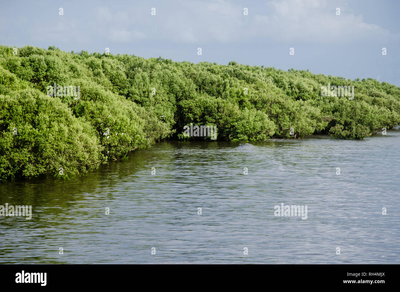 Una sezione di rimanere Panama Bay mangrovie durante l'alta marea, in Panama Viejo costa. Laguncularia racemosa è la specie predominante. Foto Stock