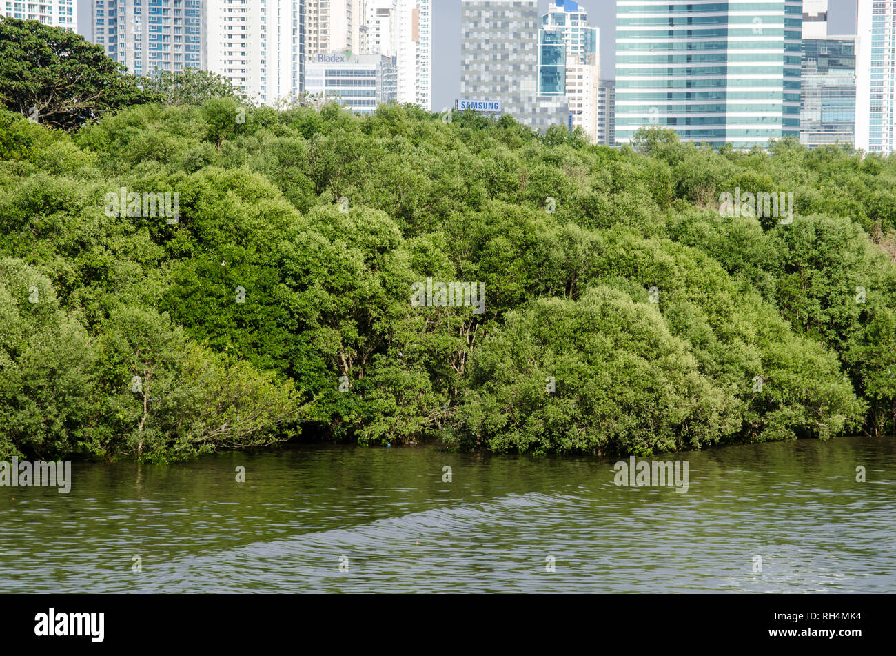 Panama Bay mangrovie e Costa del Este quartiere in background Foto Stock