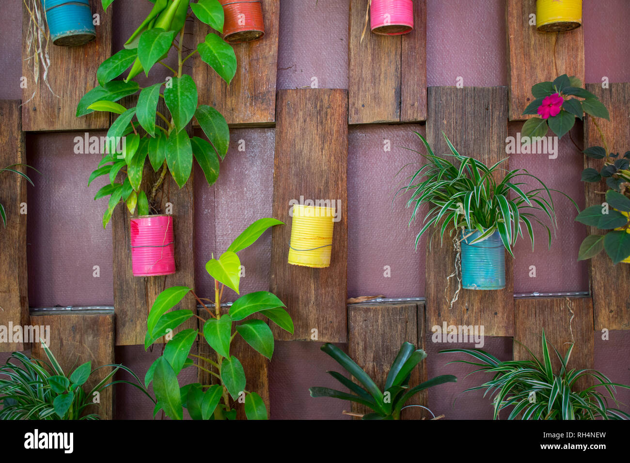 Raccolta alluminio colorato può pot sulla parete in legno Foto Stock