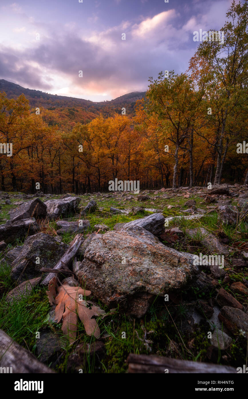 Paesaggio autunnale in un bosco di castagni vicino a Madrid Foto Stock