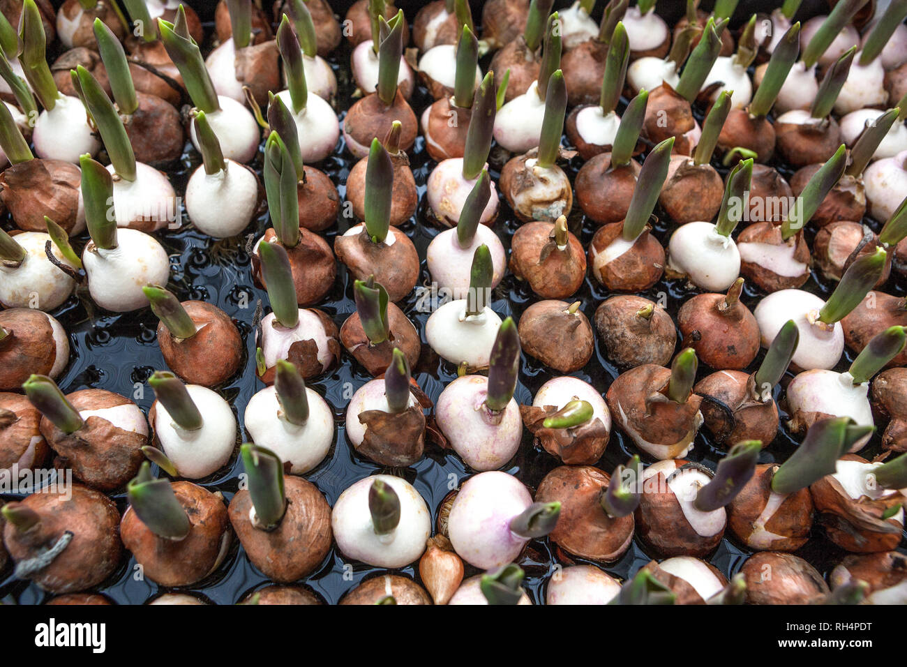 Bulbi di giacinto, costringendo le piante, il hydroponics Foto Stock