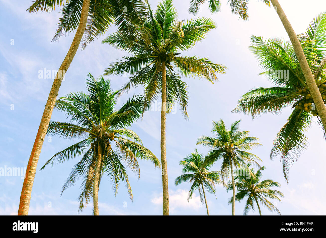 Gli alberi di palma, giornata di sole nei tropichi. Coconut Palm tree con grosse foglie sul Cielo di estate sfondo, Sri Lanka. Foto Stock