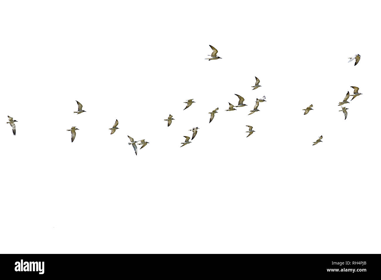 Flock of Seagulls isolati su sfondo bianco. Foto Stock