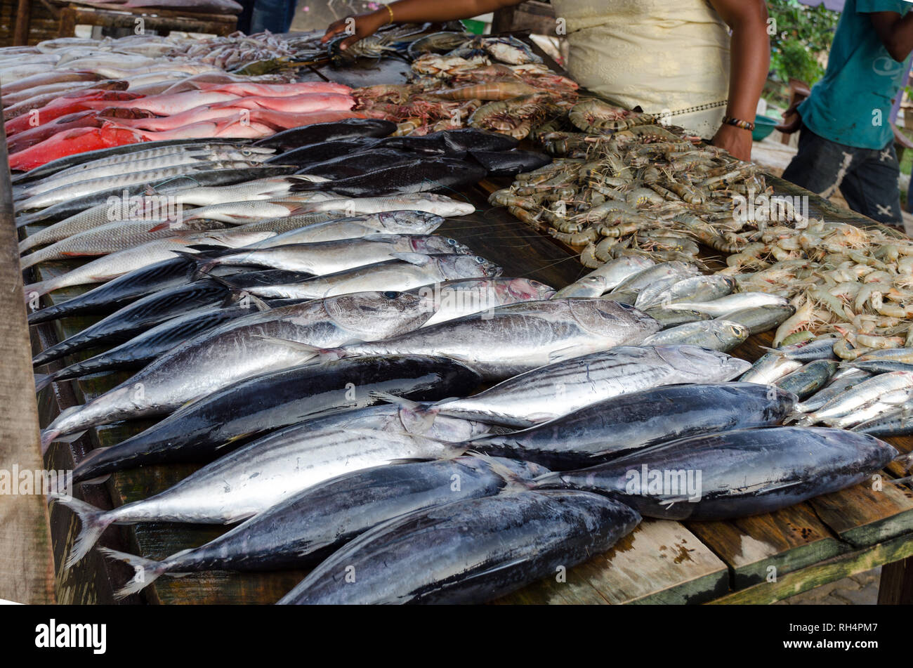 Contatore con pesce e frutti di mare, una vasta gamma di scelte. Pressione di stallo di pesce con Tonno e gamberetti, red snapper. Sri Lanka Foto Stock