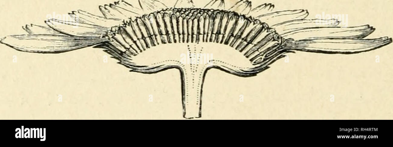 . La botanica della pianta vivente. La botanica. Fig. 439. PoUiuation di Salvia pratensis. Io, fiore visitato da umile Bee, che mostra la proiezione del connettivo curvo dal casco a forma di labbro superiore e il deposito del polline sul retro dell'ape. 2, i vecchi fiore, con tessuto connettivo ritirati e stvle allungata. 4, l'apparato di staminali a riposo, con tessuto connettivo racchiuso entro il labbro superiore. 3, lo stesso quando disturbati dall ingresso della Proboscide dell'Bee nella direzione della freccia. / = Filamento. c =tessuto connettivo. s=l'ostacolare la metà dell'antera, che non produce polline. (Dopo Str Foto Stock