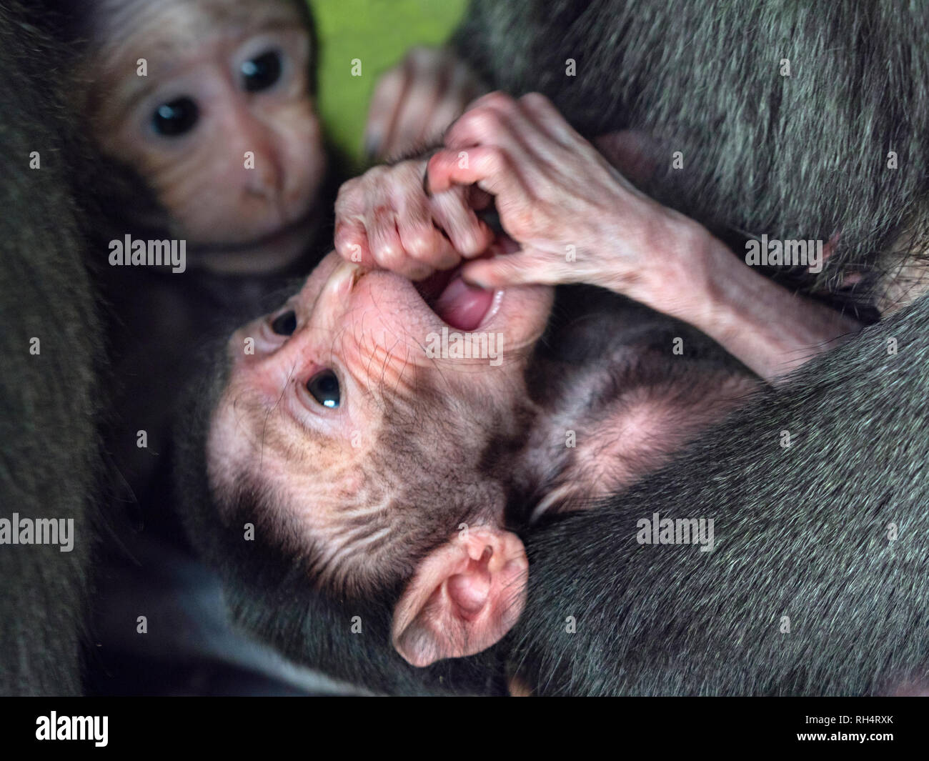 Celebes crested macaque Macaca nigra noto anche come crested macaco nero, Sulawesi crested macaco o nero con ape del mese precedente i giovani. Foto Stock