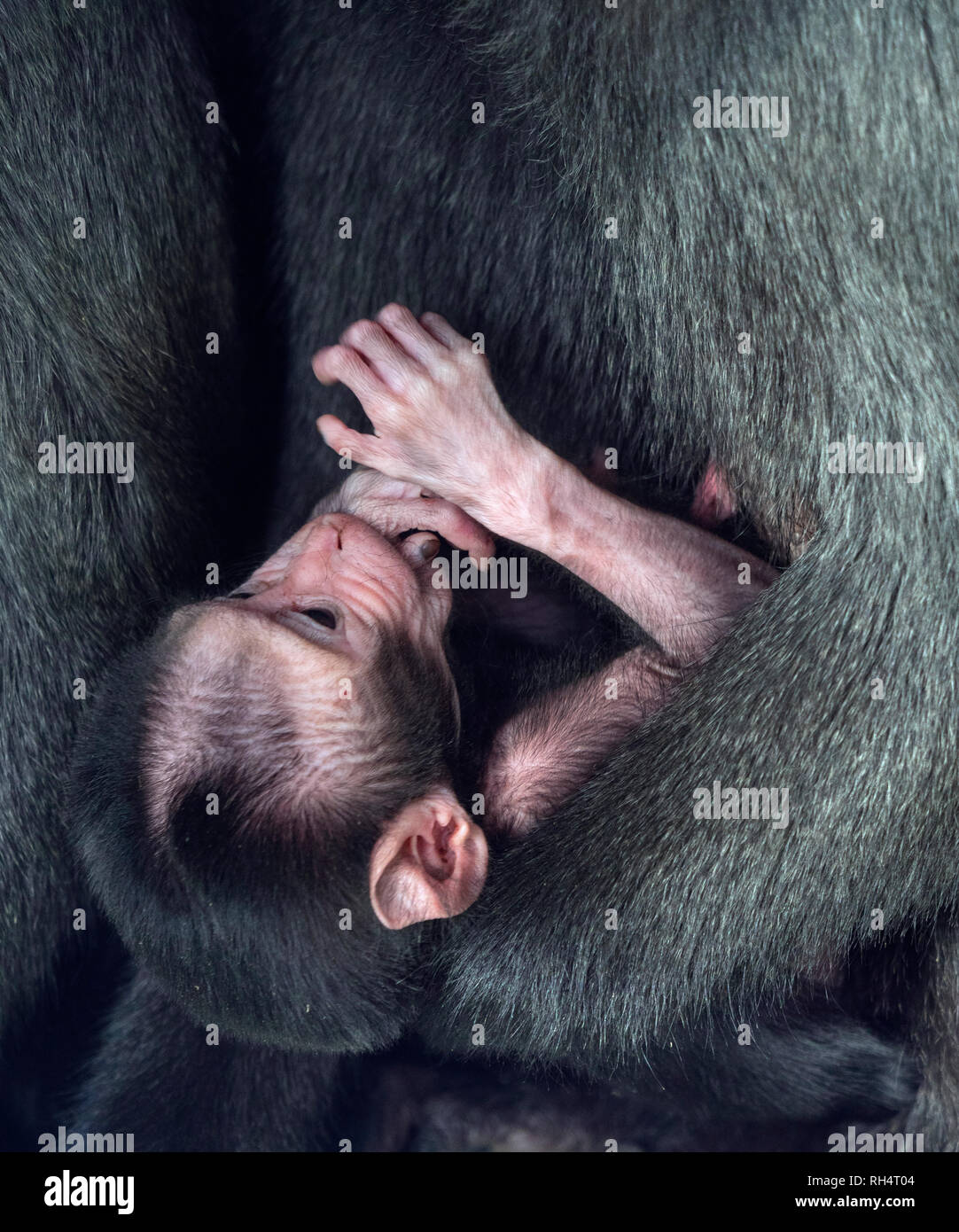 Celebes crested macaque Macaca nigra noto anche come crested macaco nero, Sulawesi crested macaco o nero con ape del mese precedente i giovani. Foto Stock