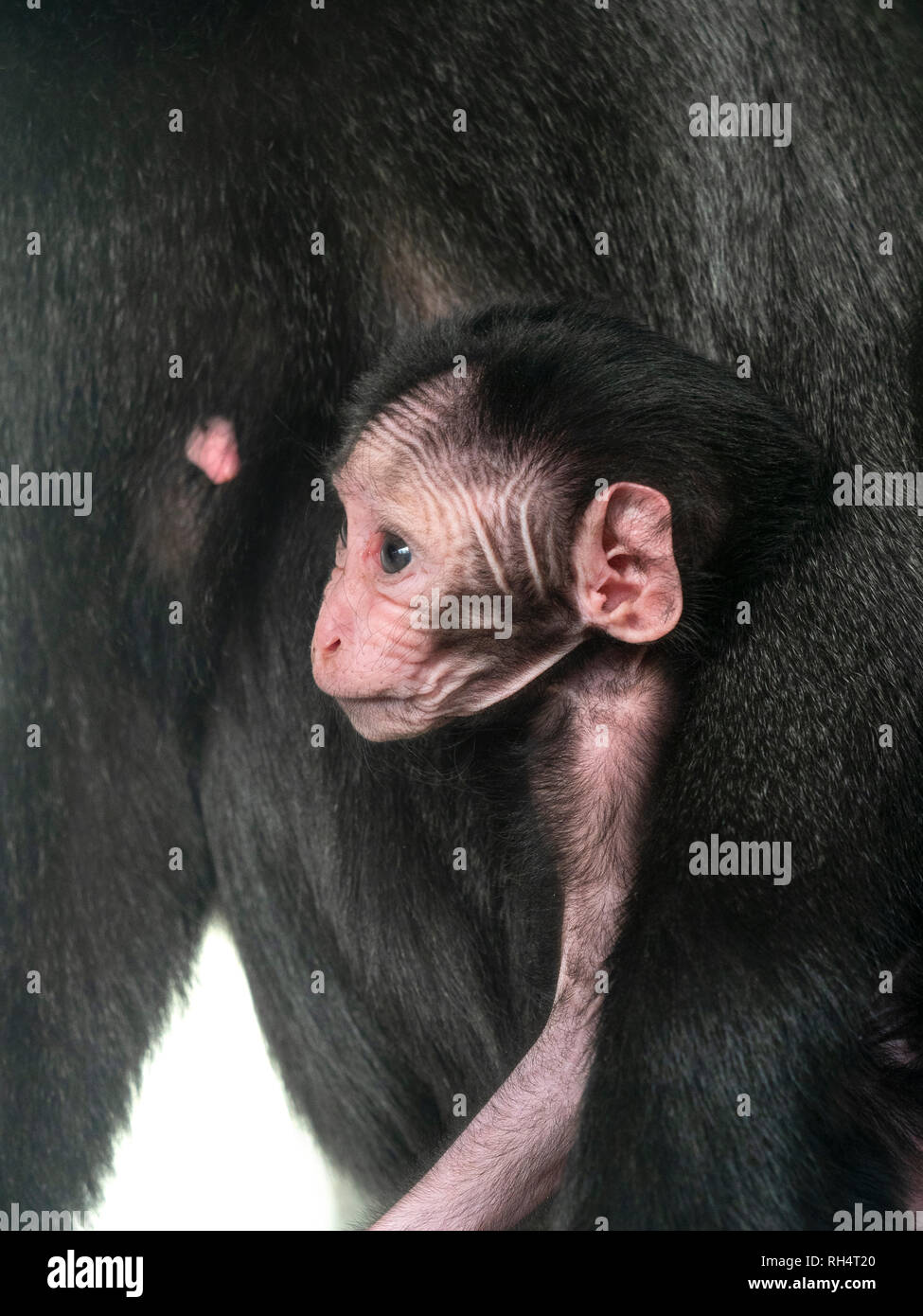 Celebes crested macaque Macaca nigra noto anche come crested macaco nero, Sulawesi crested macaco o nero con ape del mese precedente i giovani. Foto Stock