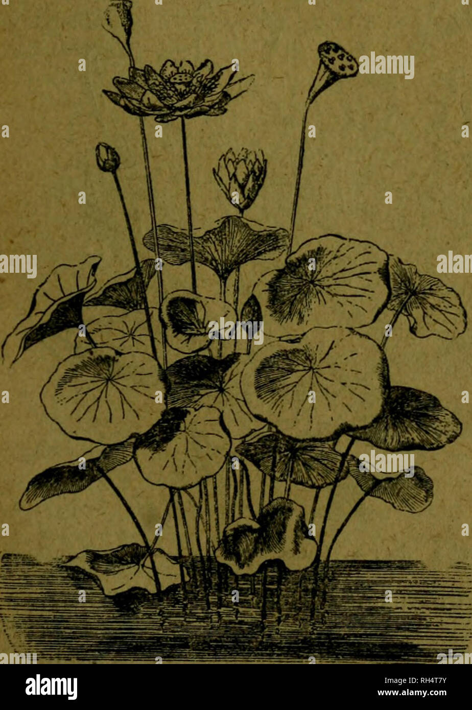 . Botánica descriptiva. Compendio de la flora española. Estudio de las plantas que viven espontáneamente en España y de las más frecuentemente cultivadas que tienen aplicaciones en medicina, agricultura, industria y horticultura. Piante. GEN. CHIMONANTHUS LINDL. (Del gr.. cheimon, invierno, y anthos, flor, por florecer en invierno.) Cáliz con los sépalos bractei- forme; pétalos ovales y ob- tusos; 10 estambres, de los que los 5 exteriores figlio férti- les; 6-10 ovarios con los fila- mentos filiformes. ?6.455. Ch. fragrans Lindl.-^. Hojas lanceoladas, brillantes, inodoras; flores con aroma grato Foto Stock