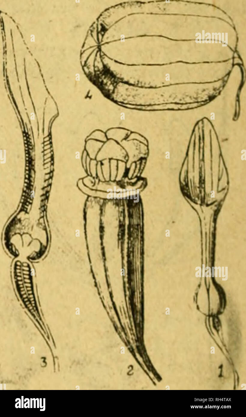 . BotÃ¡nica descriptiva. Compendio de la flora espaÃ±ola. Estudio de las plantas que viven espontÃ¡neamente en EspaÃ±un y de las mÃ¡s frecuentemente cultivadas que tienen aplicaciones en medicina, agricultura, industria y horticultura. Piante. Fig. 434.â Un , diagrama de Asarum; B, Ã-de dem Aristoleckia y trasversale di corte de su ovario. etcÃ©tera); en los dos Ãºltimos casos log figlio tallos volubles dextrorsos. Las ho- jas esparcidas no crasas con el PECA-olo envainador en su base y limbo senci- llo palminerviado y entero, generalmente acorazonado. Carecen de estÃ-pulas. Flores 5 solitarias o fasc Foto Stock