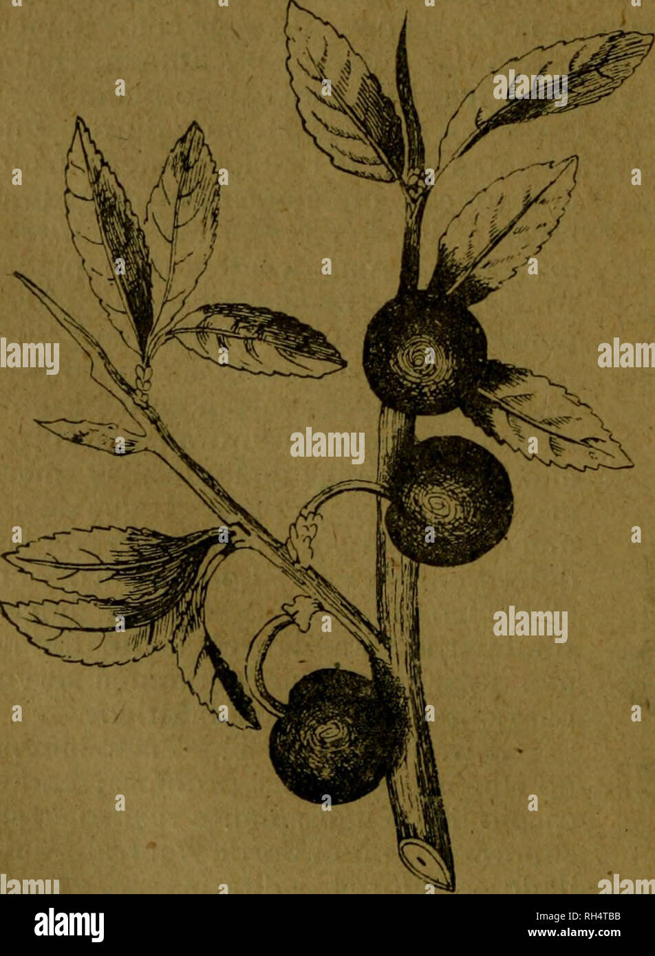 . Botánica descriptiva. Compendio de la flora española. Estudio de las plantas que viven espontáneamente en España y de las más frecuentemente cultivadas que tienen aplicaciones en medicina, agricultura, industria y horticultura. Piante. 124 AMIGDALÁCEAS *6.436. Pr. domestica L. (Fig. 696.)-.^ Arbusto o arbolillo peccato espi- nas, biella lampiñas ramas y hojas oblongas agudas, denticuladas, algo pubes- centes en su envés; flores blancas, grandes que nacen al par que las hojas; drupas colgantes, grandes, oblongas, lisas, negruzcas, violáceas, amarillentas o verdosas, con pulpa abundante y azucarada, Foto Stock