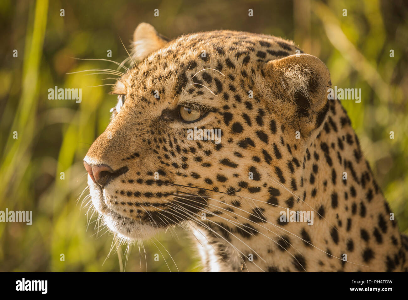In prossimità della faccia di Leopard Foto Stock